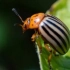 Колорадо beetle не е лесно да се отървете, но е възможно